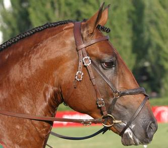 Algarve Horse Riding Garrano