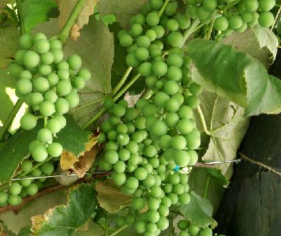 Port Wine Grapes
