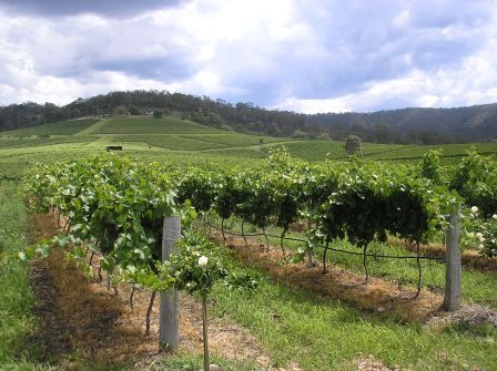 Wine Vineyard