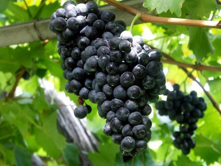 Douro Wine Grapes